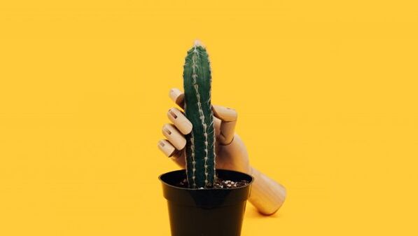 Penis thickness using the example of a cactus