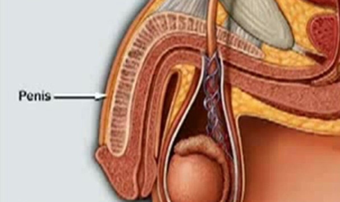 the structure of the penis and how to enlarge it